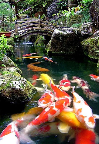 koi fish for sale near you