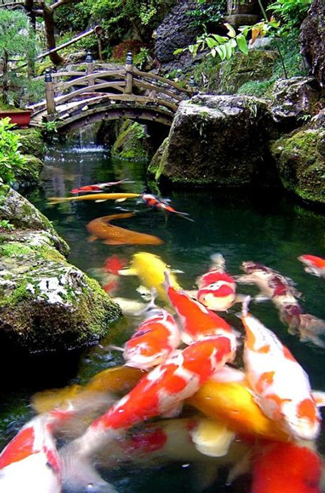 japanese koi fish in a pond in japan