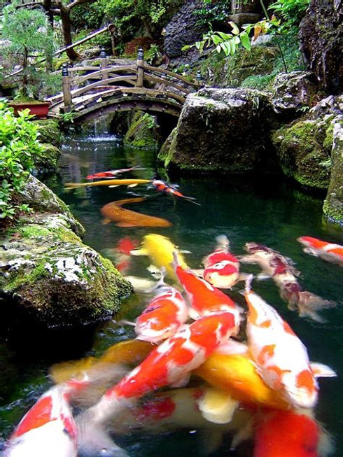 koi.jpg