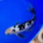 Thumbnail: Shiro Bekko Butterfly 17"
