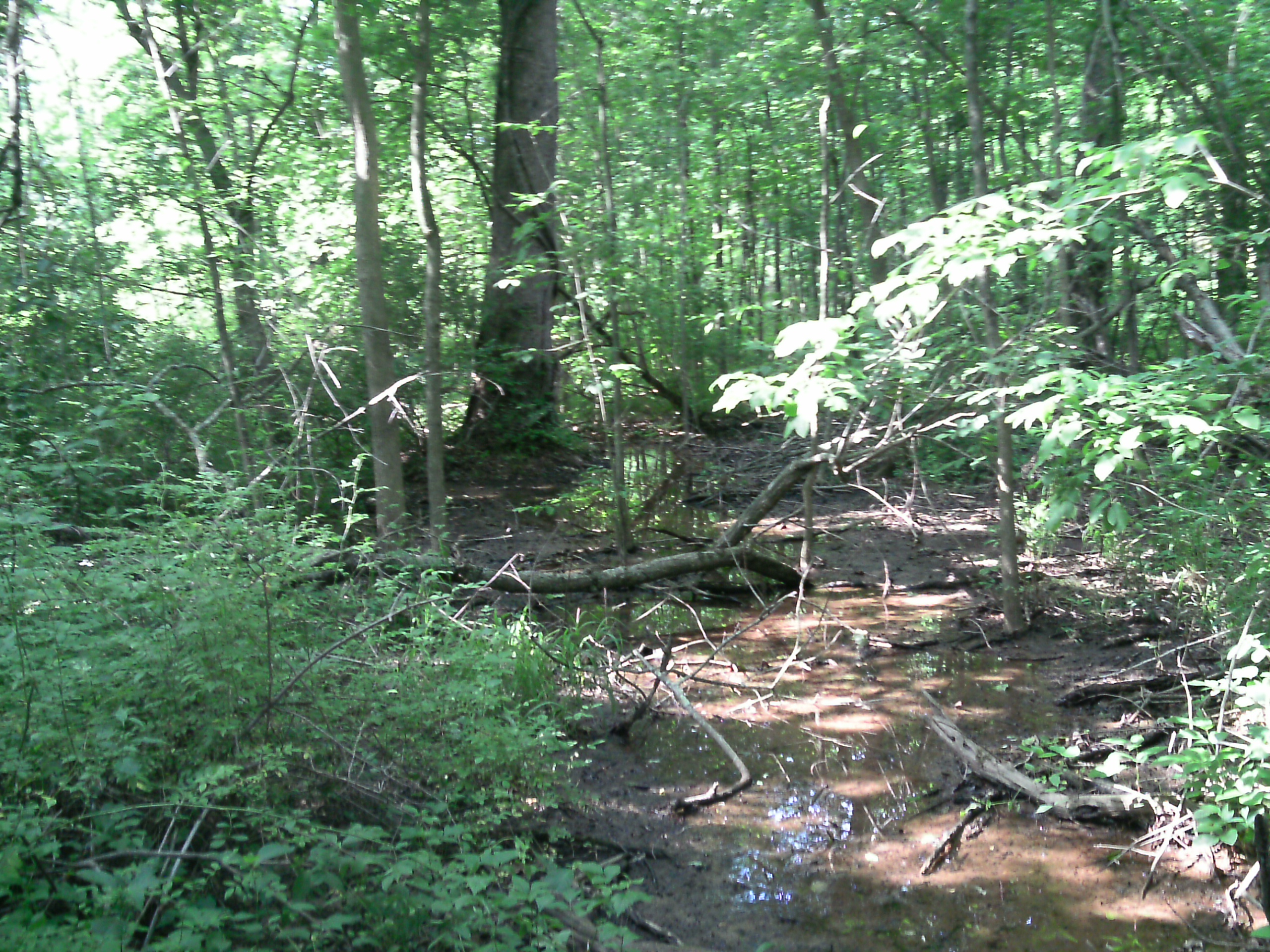 Wetland