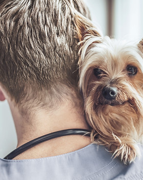 Yorkshire Terrier at the Vet