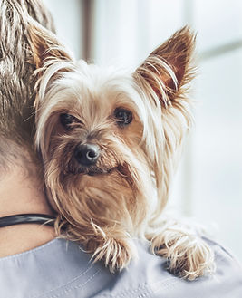 Yorkshire Terrier at the Vet