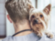 Yorkshire Terrier at the Vet