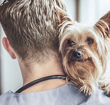 Yorkshire Terrier at the Vet