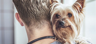 Yorkshire Terrier at the Vet