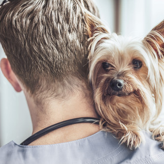 Vet with Yorkie