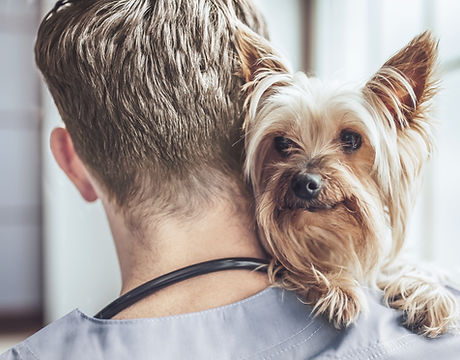 Yorkshire Terrier at the Vet