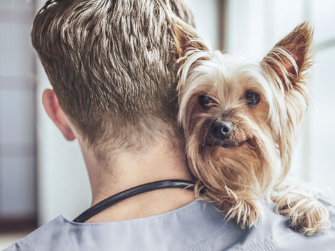 Yorkshire Terrier at the Vet
