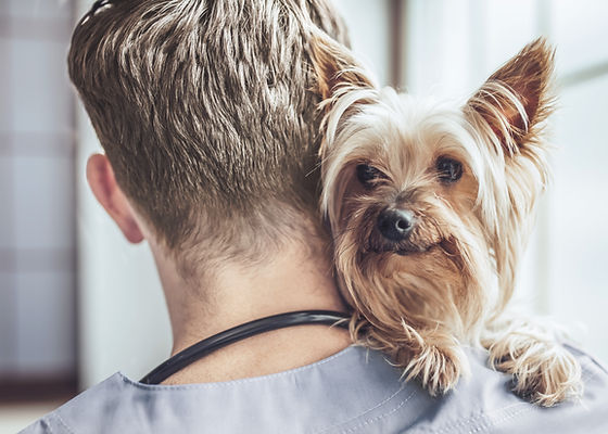 Yorkshire Terrier at the Vet