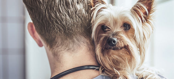 Man Holding Yorkie