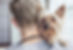 Yorkshire Terrier at the Vet