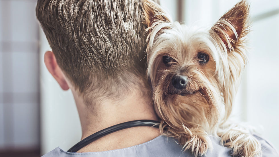 Small dog on owners shoulder
