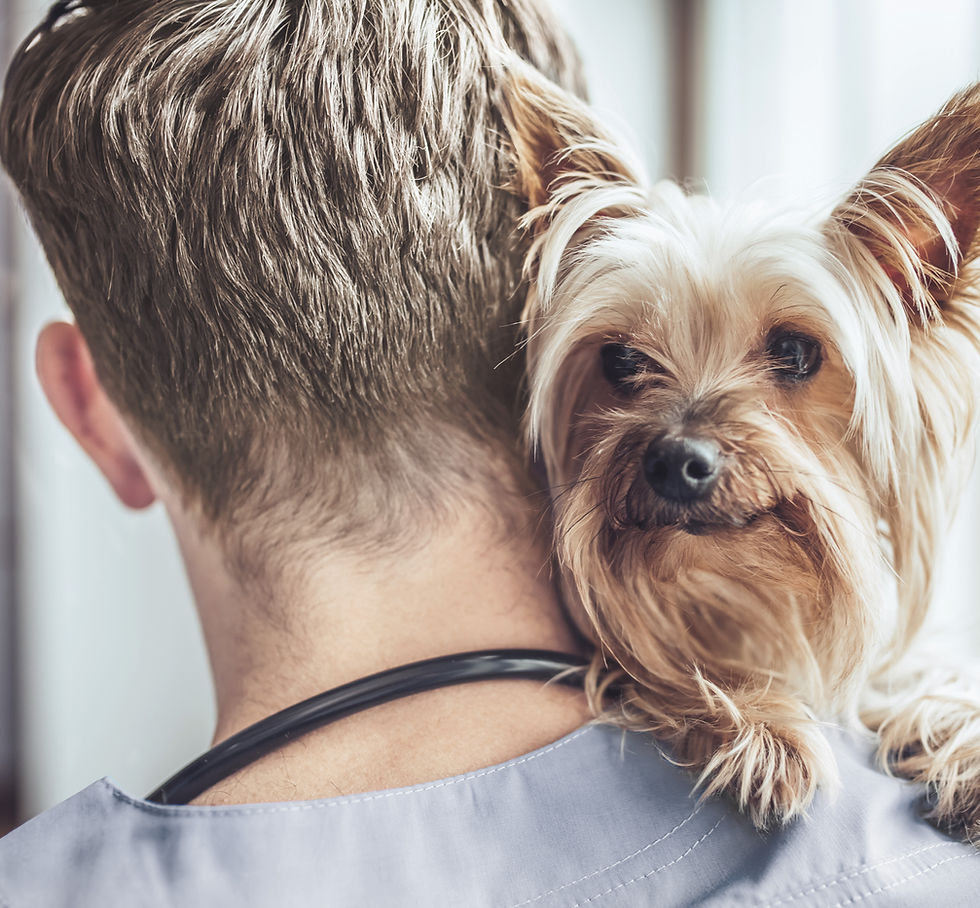 Yorkshire Terrier at the Vet