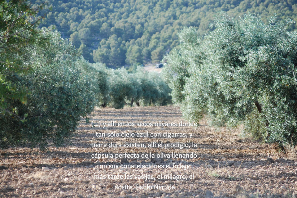 1A_Olivos_edited.jpg