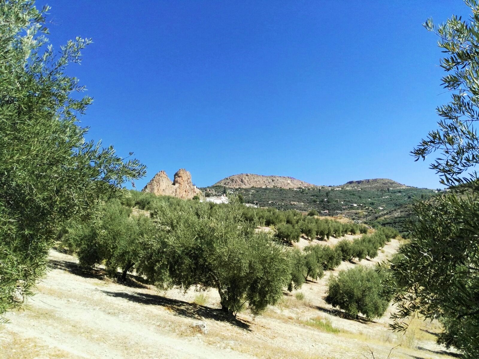 Olivos de producción ecológica