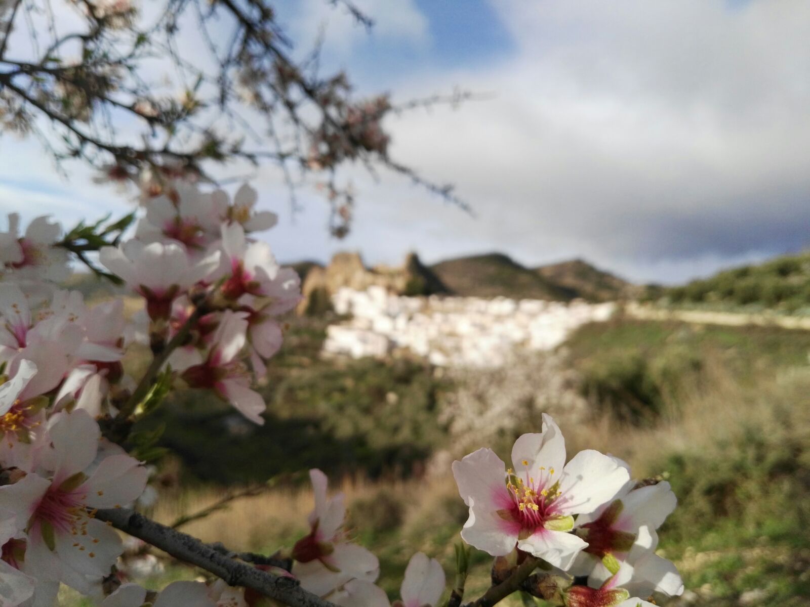 Almendros en flor