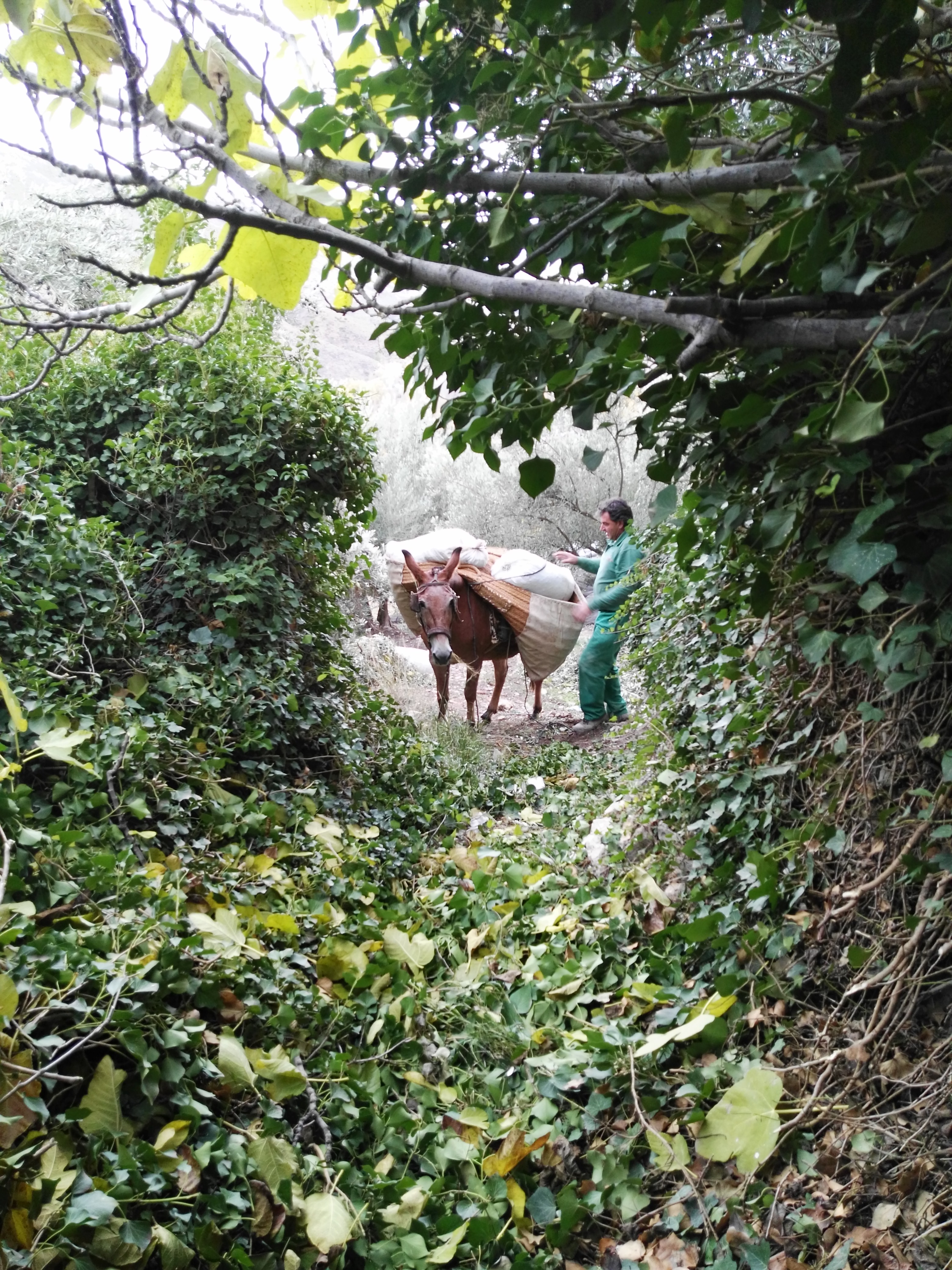 Burro y vareo