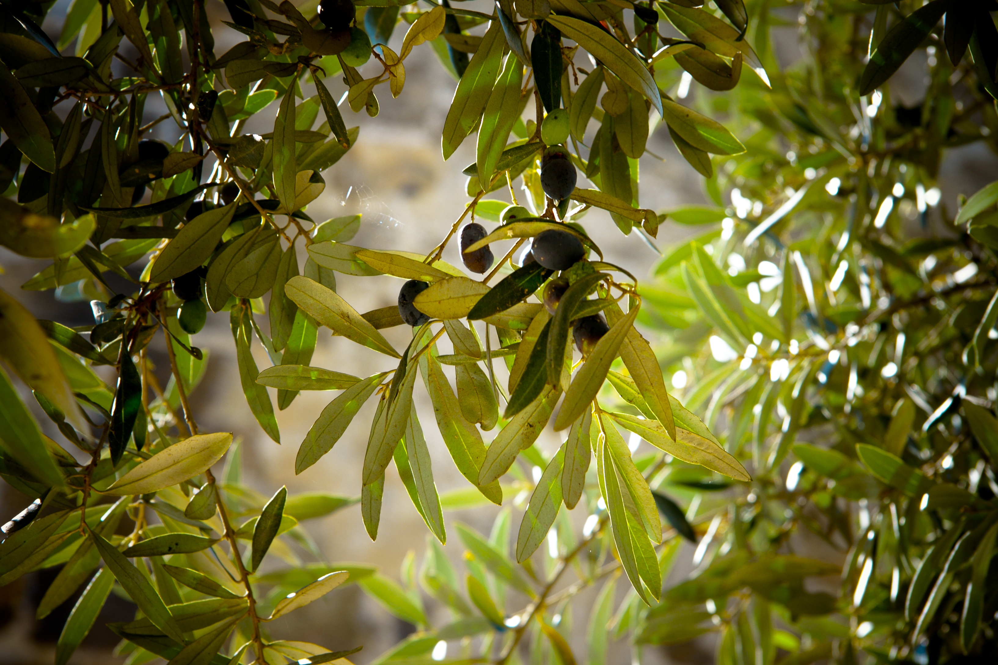 Aceituna