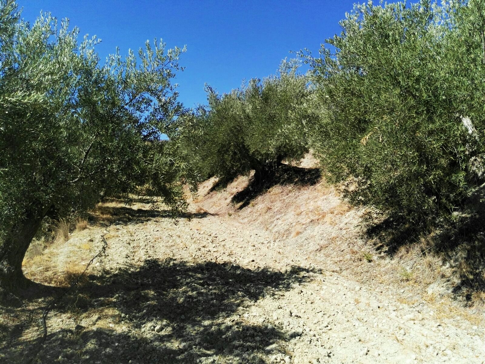 detalle olivos de cultivo ecológico