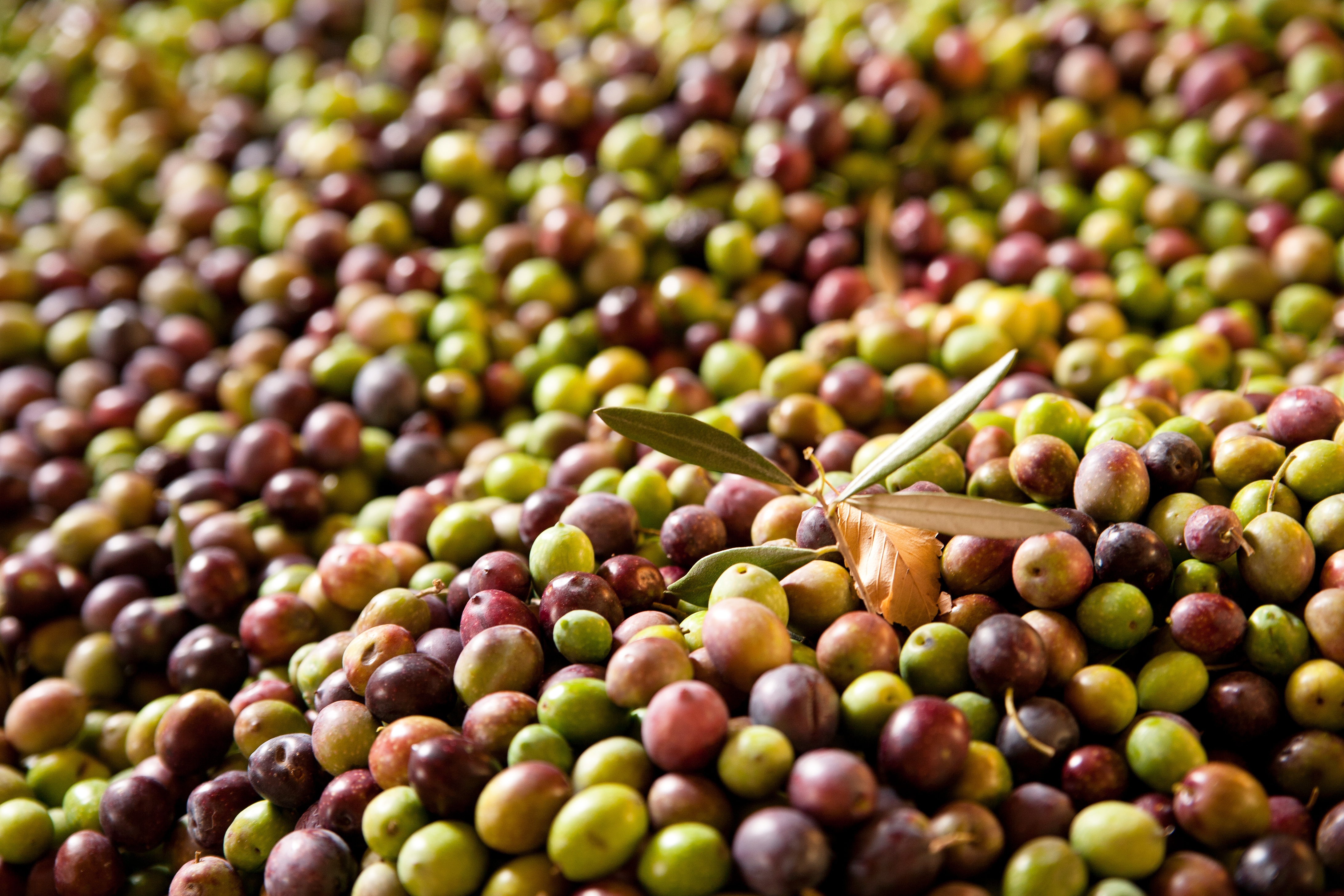 Aceituna picual