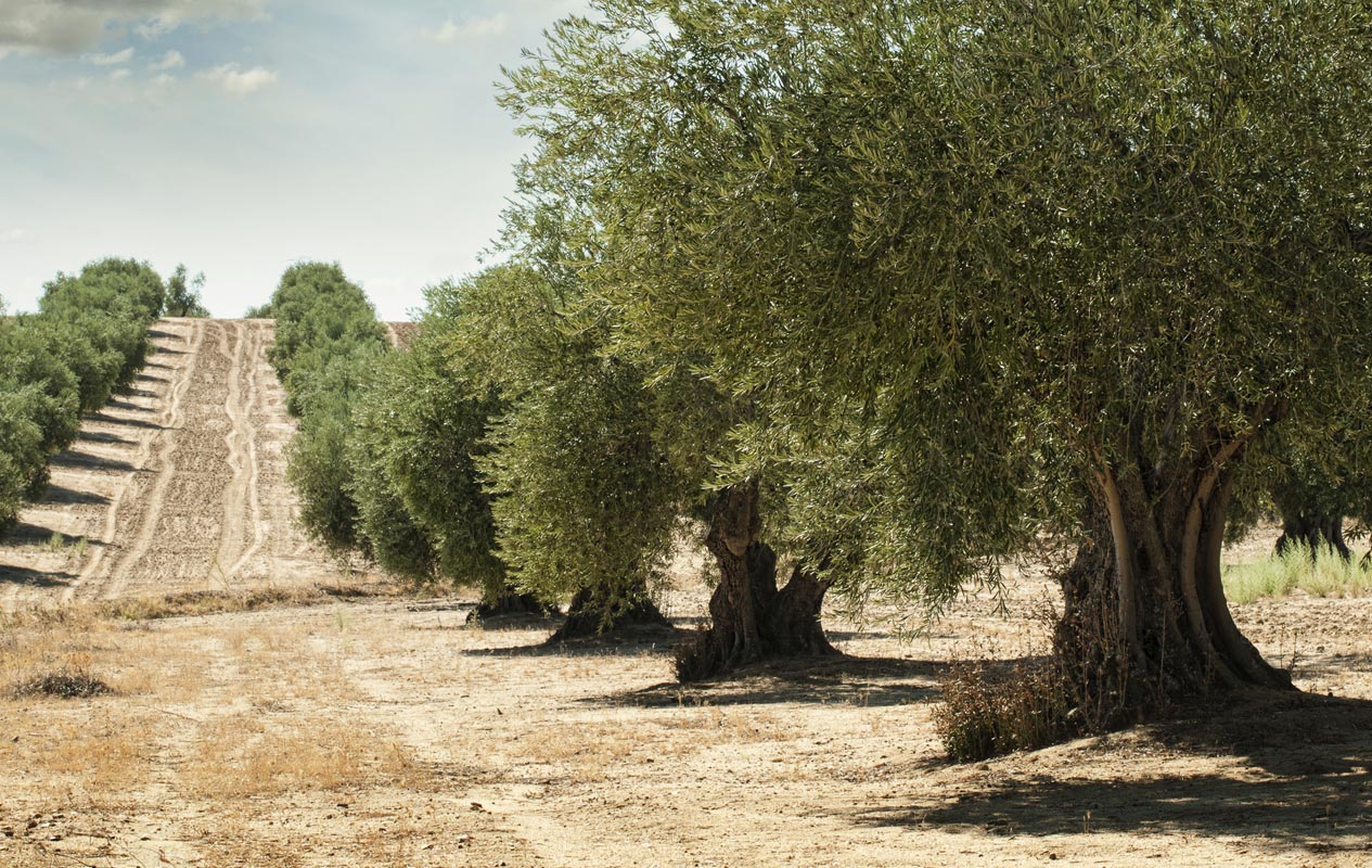 Olivar