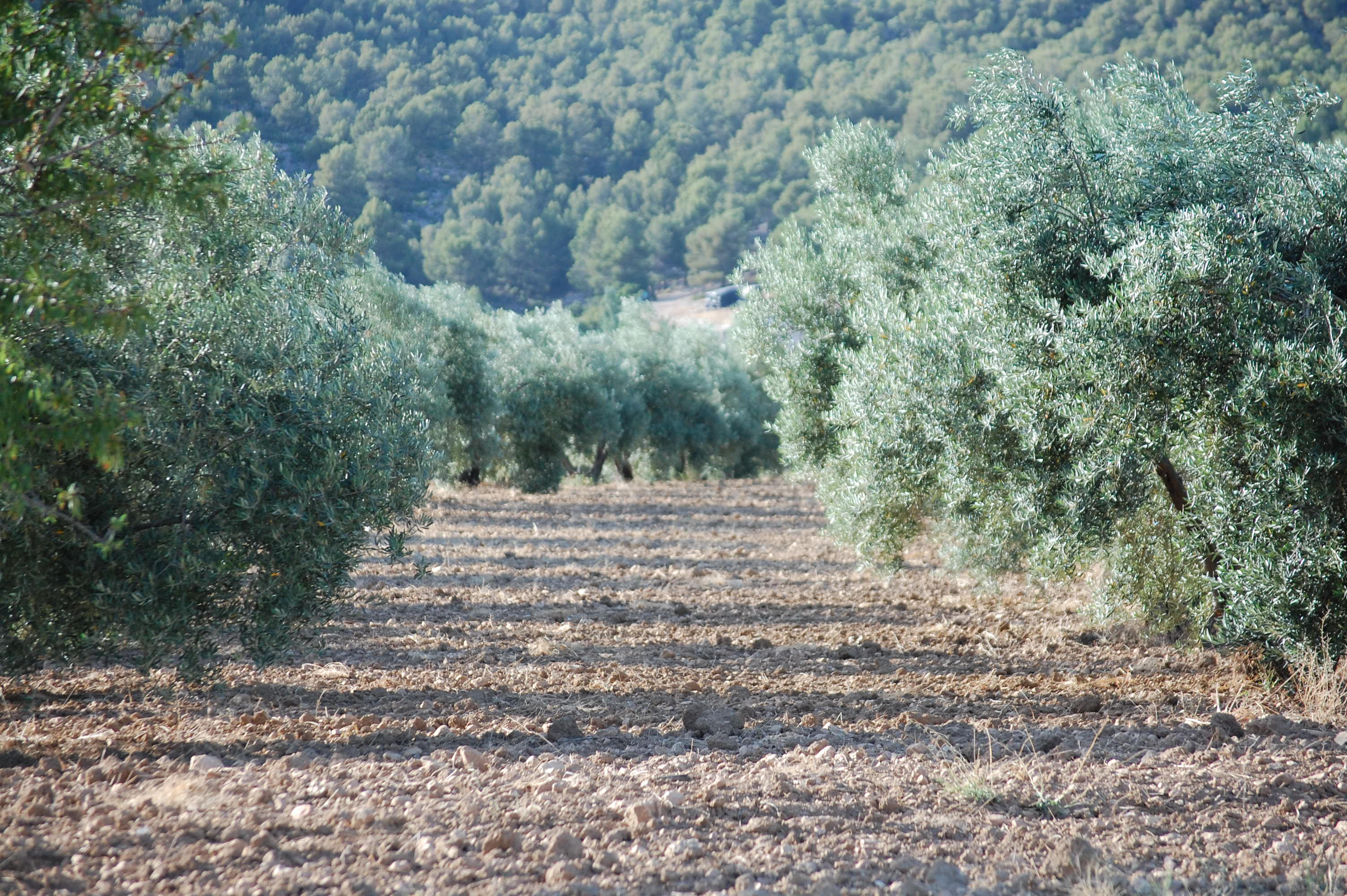 Olivos