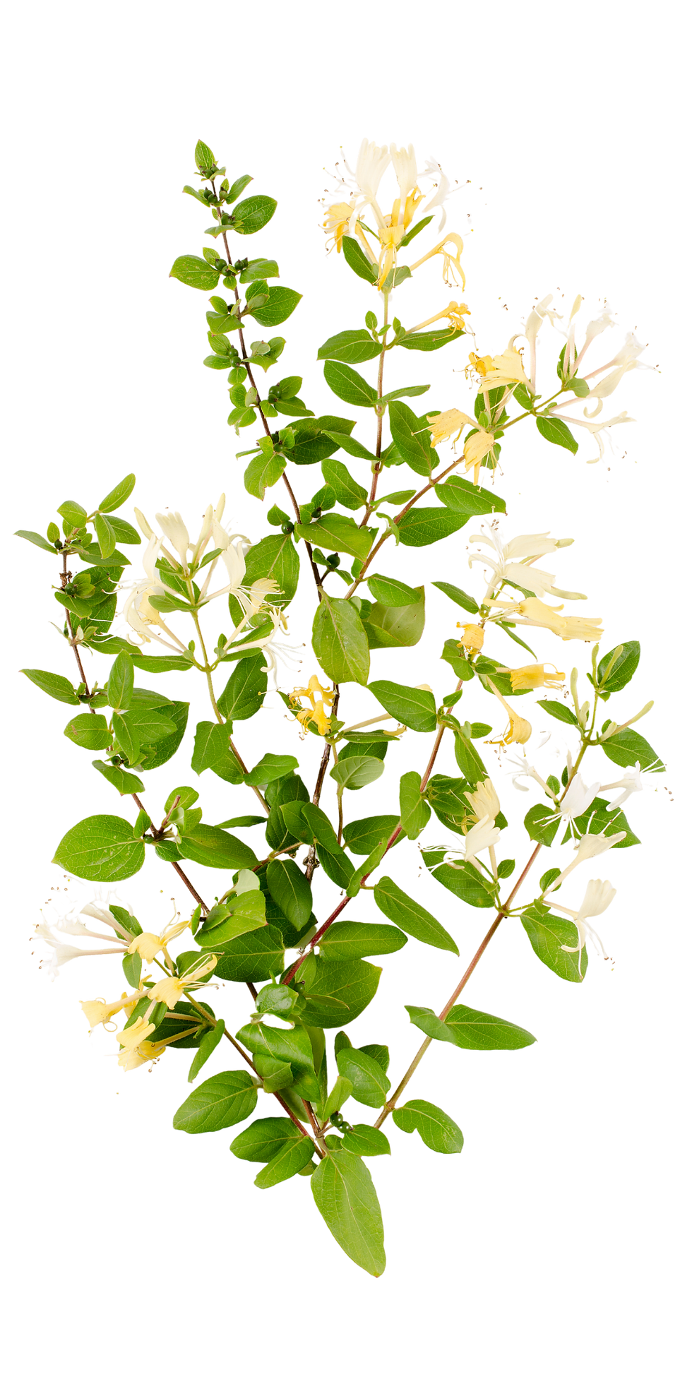 Why I keep to a small to-do list (even when my brain doesn't)