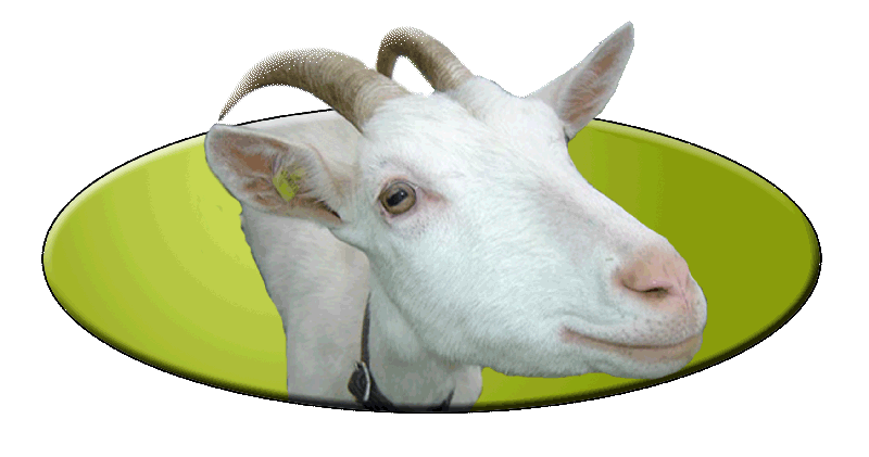 logo2.gif