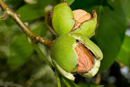 English-Walnut_shutterstock_495972415.jp