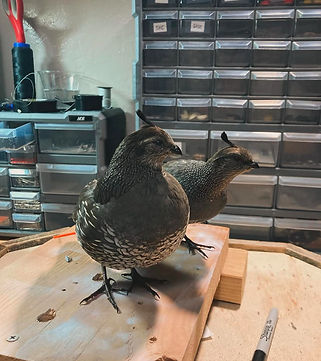 IMG_9696 (1)_edited.jpg