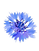WHA (2).png