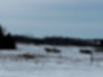 SLEIGH RIDE