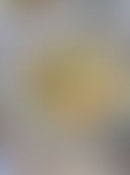 Tag 17: Pilzfrikassee /30 Tage 30 vegetarische Rezepte – 