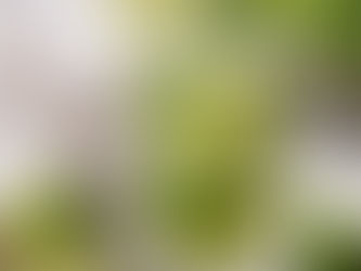 Alkoholfreier Mojito: Erfrischung im Glas