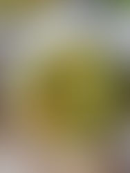 Tag 24 – Klassische Gemüsesuppe  