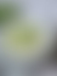 Cremige Orzo Topf mit Brokkoli und Käse