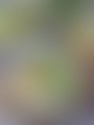 Mini Knödel-Spinat Auflauf mit Käse überbacken 