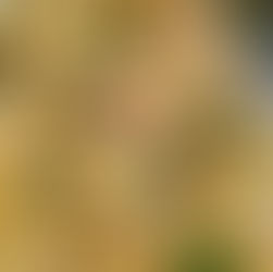 Cremige Zitronenpasta aus dem Ofen auf dem Ofenzauberer von Pampered Chef. Die vegetarische Pasta wird mit Penne, Frischkäse, Sahne, Parmesan und frischer Bio-Zitrone zubereitet. Das Rezept zeigt Zutaten, Zubereitungsschritte und Serviervorschlag für eine einfache, sommerliche One-Pot-Pasta. Auszug