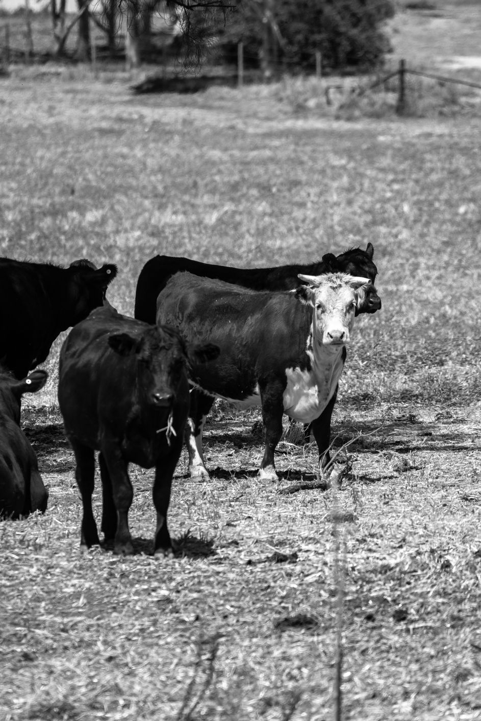 DSC_0209 b&w.jpg