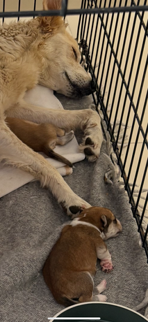 adoption puppies middle east