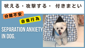 ポメマル 吠える 分離不安 自傷行為