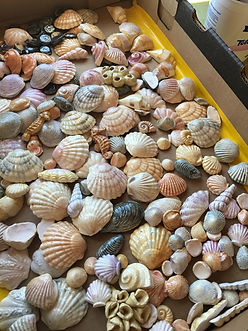seashells in box.JPG
