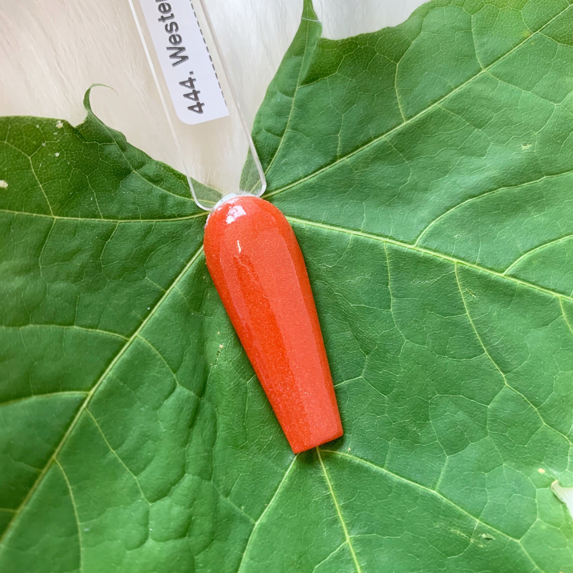 444. Western Wall Flower