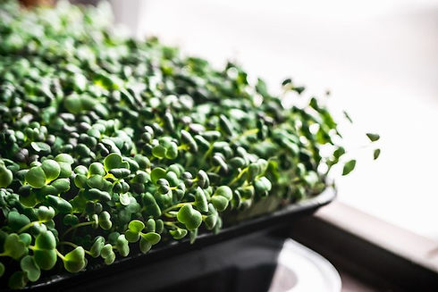 Microgreens_Tray.jpeg