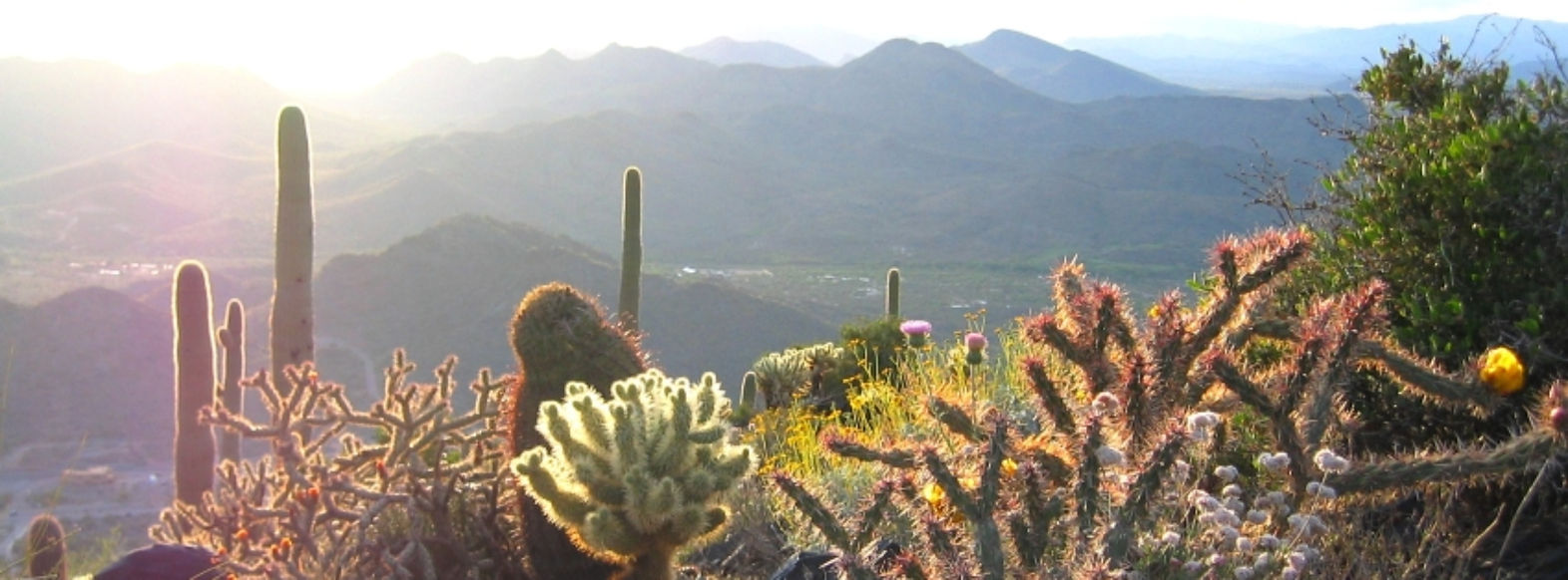Landscape with desert cactus and mountains