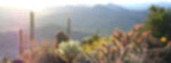 Landscape with desert cactus and mountains