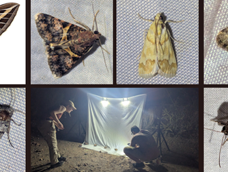 It's National Moth Week!