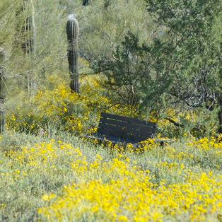 Spring Comes to the Desert