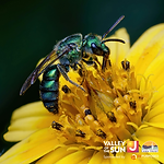 SSJ 2027.04.13 Case Pollinators Square Plain (1).png